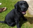 10 Facts about Black Labs