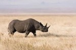 10 Facts about Black Rhinos
