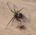 10 Facts about Black Widow Spiders