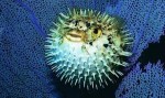 10 Facts about Blowfish