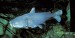10 Facts about Blue Catfish