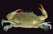 10 Facts about Blue Crabs