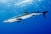 10 Facts about Blue Sharks
