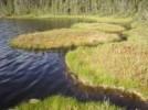 10 Facts about Bogs