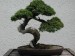 10 Facts about Bonsai Trees