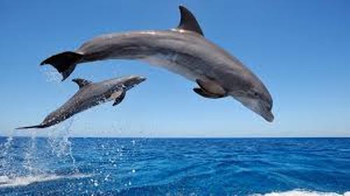 Bottlenose Dolphins Facts