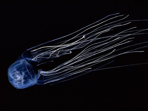 Box Jellyfish Pic