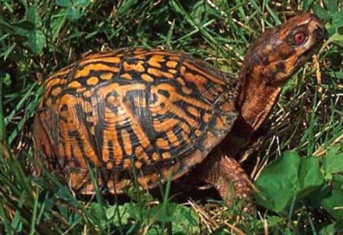 Box Turtles Image