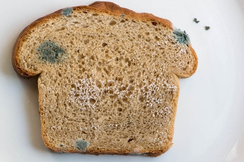 Bread Mold Facts