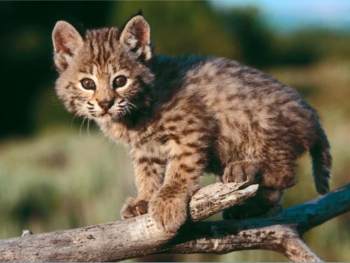 Facts about Bobcats
