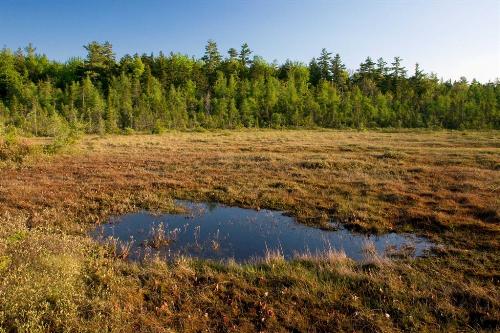 Facts about Bogs