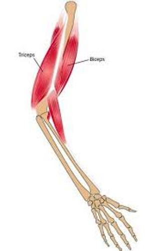 Facts about Bones and Muscles