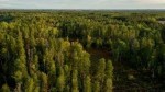 10 Facts about Boreal Forest