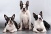 10 Facts about Boston Terriers