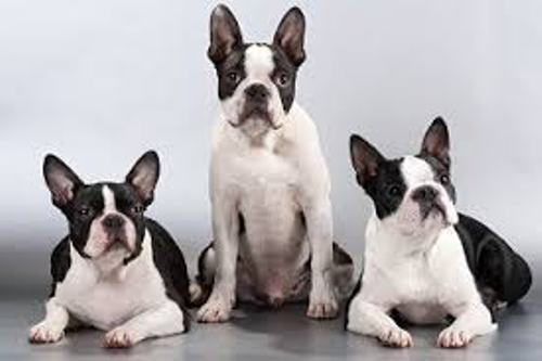 Facts about Boston Terriers