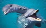 10 Facts about Bottlenose Dolphins