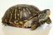 10 Facts about Box Turtles