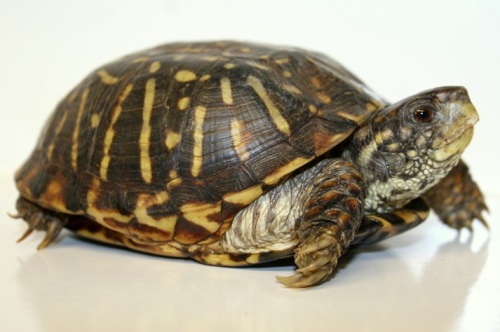 Facts about Box Turtles