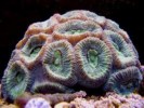 10 Facts about Brain Coral