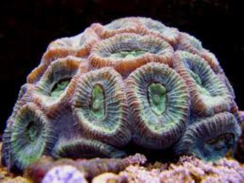 Facts about Brain Coral