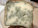 10 Facts about Bread Mold