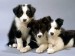 10 Facts about Border Collies