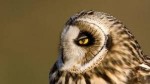 10 Facts about British Owls