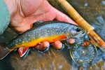 10 Facts about Brook Trout