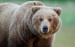 10 Facts about Brown Bears