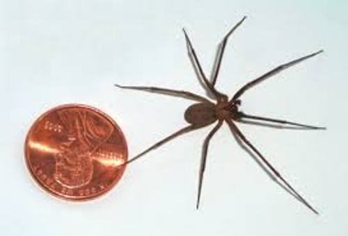 Brown Recluse Spider facts