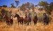 10 Facts about Brumbies