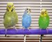10 Facts about Budgies
