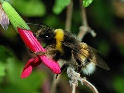 Bumblebees Image