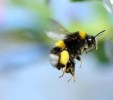 10 Facts about Bumblebees