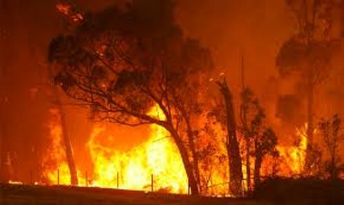 How many bushfires happen each year - answers.com