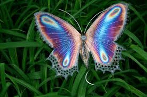 Butterflies Shape