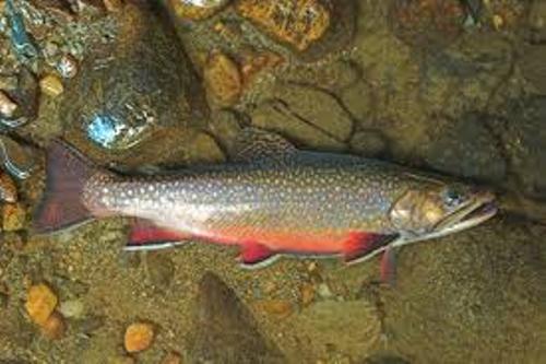 Facts about Brook Trout