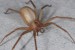 10 Facts about Brown Recluse Spider