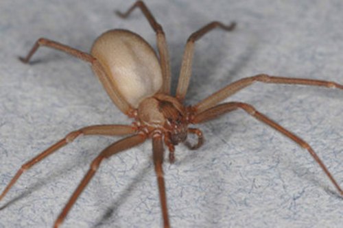 Facts about Brown Recluse Spider