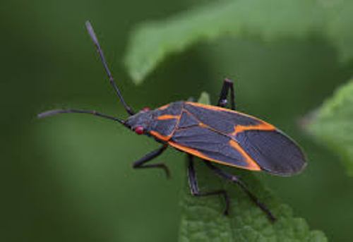 Facts about Bugs