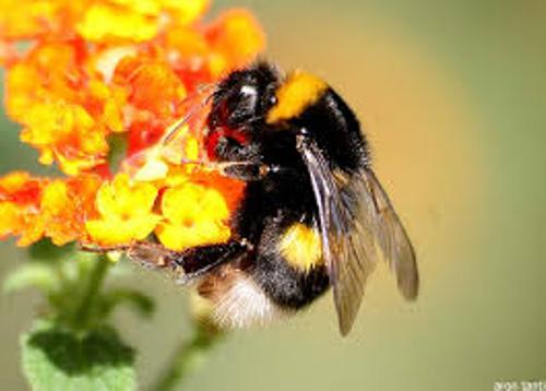 Facts about Bumblebees