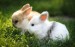 10 Facts about Bunnies