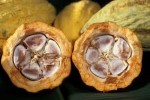 10 Facts about Cacao