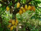 10 Facts about Cacao Trees