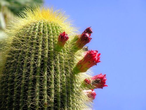 Cactus Flower