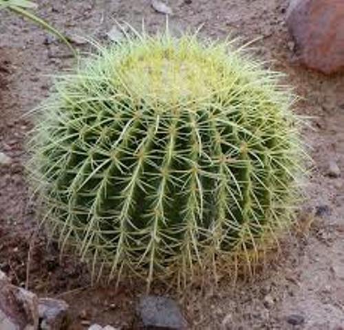 Cactus facts