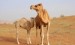 10 Facts about Camels