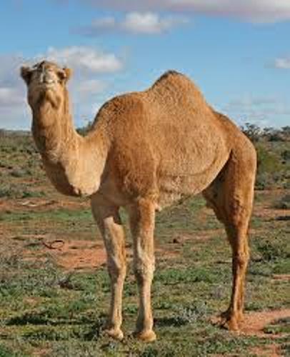 Camel Pic