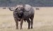 10 Facts about Cape buffalo
