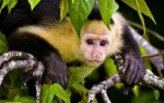 10 Facts about Capuchin Monkeys